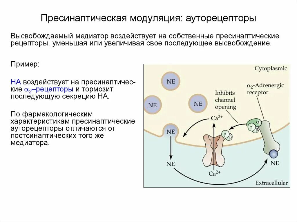 Пресинаптические рецепторы. Пресинаптические рецепторы ауто- и гетерорецепторы. Пресинаптические и постсинаптические рецепторы. Пресинаптическая модуляция.