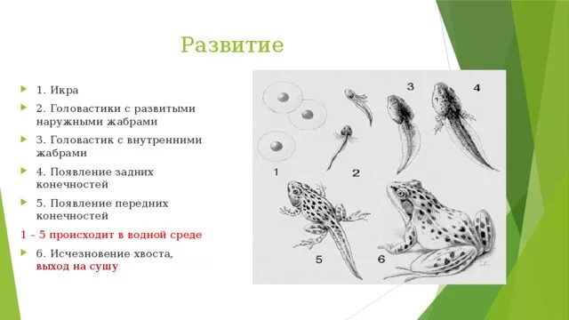 Стадии развития головастика. Головастик с наружными жабрами. Головастик появление задних конечностей. Внешние жабры у головастика.