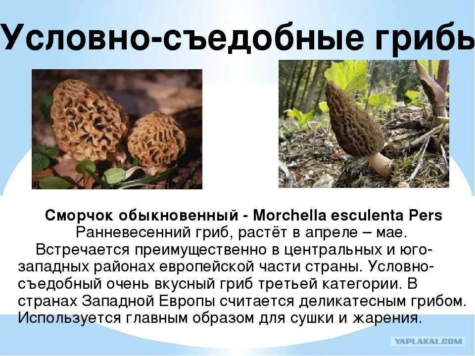 Съедобные грибы, условно съедобные ,ядовитые. Грибы съедобные условно съедобные и ядовитые. Что означает условно съедобный гриб. Условно несъедобные грибы. Условносьедобнве грибы.