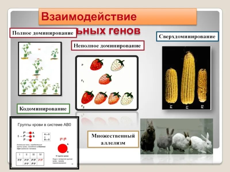 Взаимодействие аллельных генов. Примеры сверхдоминирования. Взаимодействие неаллельных генов. Кооперация неаллельных генов. Полное неполное кодоминирование