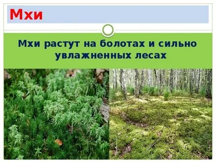 Среда обитания сфагнума