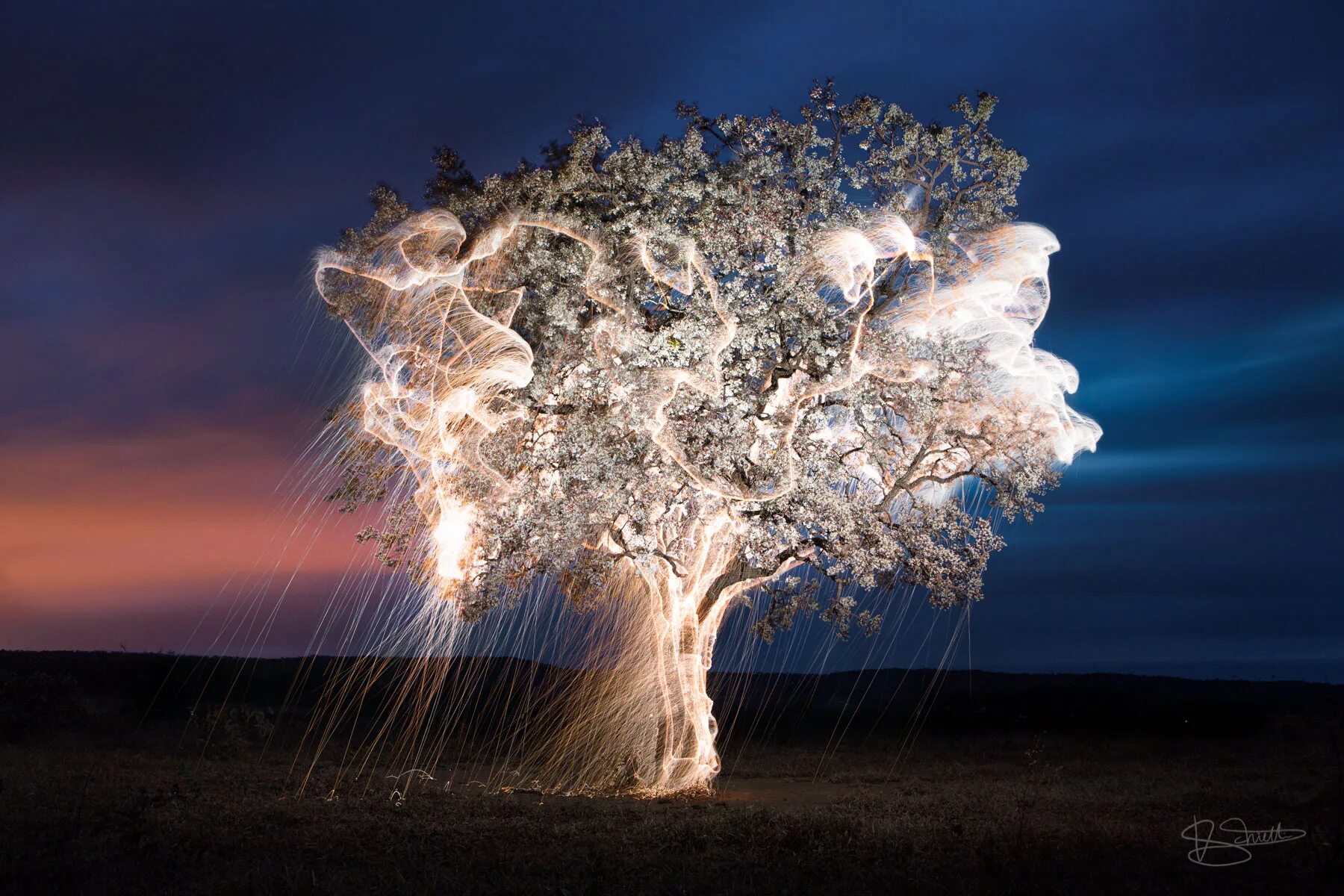 Смочь невероятно. Красивое дерево. Светящееся дерево. Необычная природа.