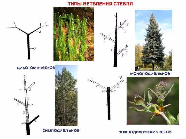 Мутовчатое ветвление побега. Типы ветвления побегов дихотомическое. Симподиальное ветвление побега. Симподиальное ветвление липа.