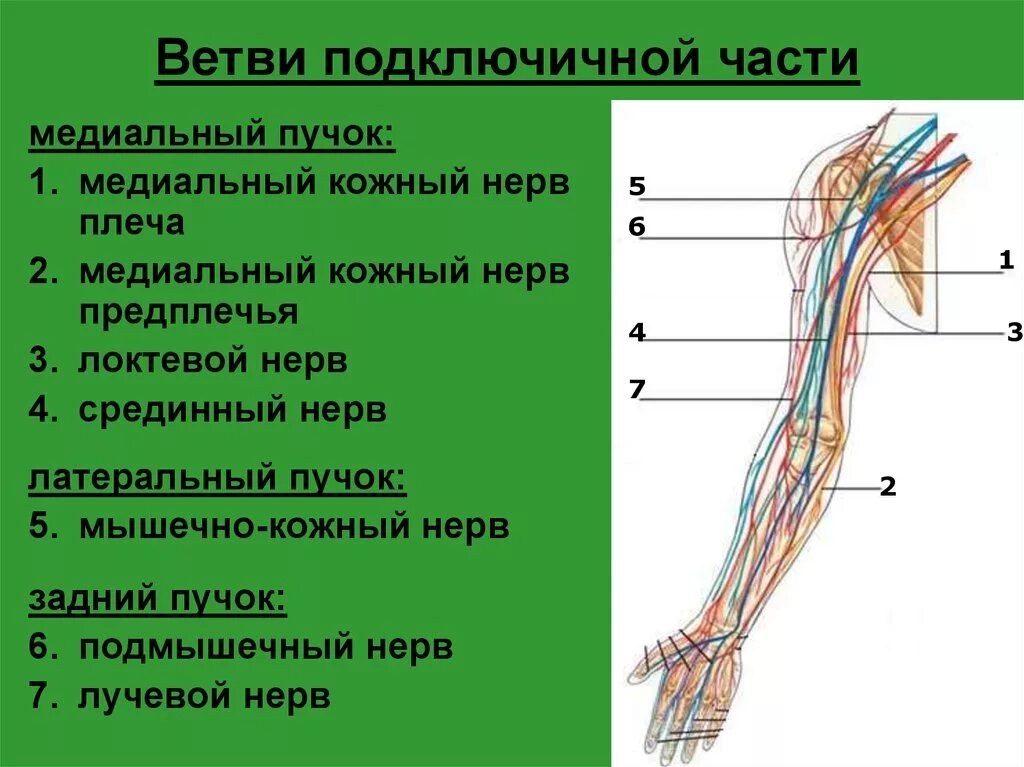 Кожно нервные. Мышечно-кожный нерв иннервирует. Нервы плечевого сплетения анатомия. Латеральный кожный нерв предплечья. Мышечно кожный нерв топография.