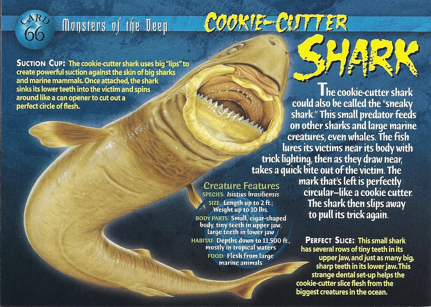 Bite out of life. Cookie Cutter Shark.