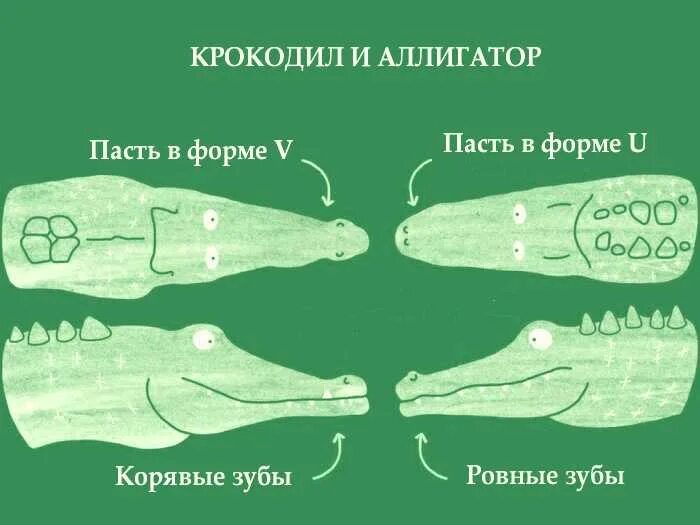 Аллигатор и крокодил отличия. Отличие крокодила от аллигатора. различие между крокодилом и аллигатором. крокодил аллигатор кайман отличия. отличие между крокодилом и аллигатором.