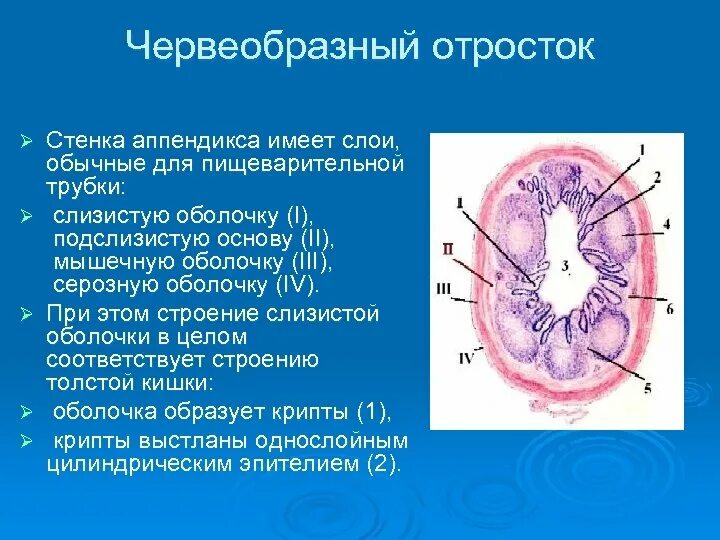 Строение аппендикса. Аппендикс гистология препарат. Строение стенки червеобразного отростка. Гистология червеобразного отростка аппендикса. Функции аппендикса гистология.