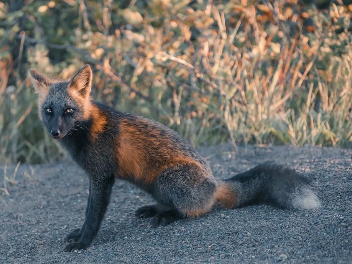 Дикая лиса название. Канадская чернобурая лиса. Крестовка / Cross Fox. Лиса чернобурка крестовка. Лиса окрас крестовка.