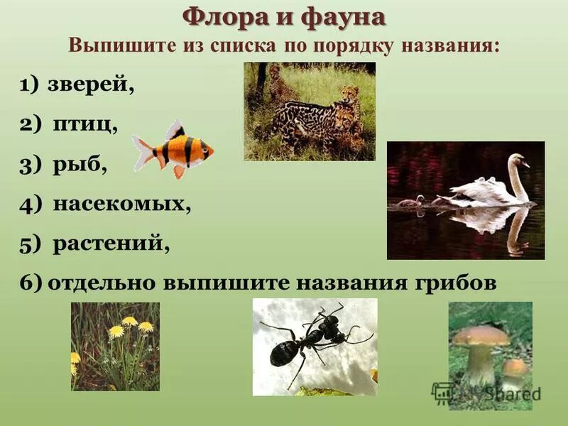 выпиши названия животных