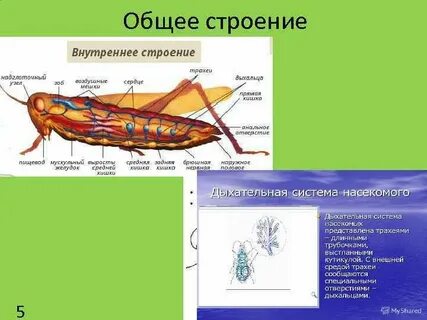 Класс насекомые дыхание