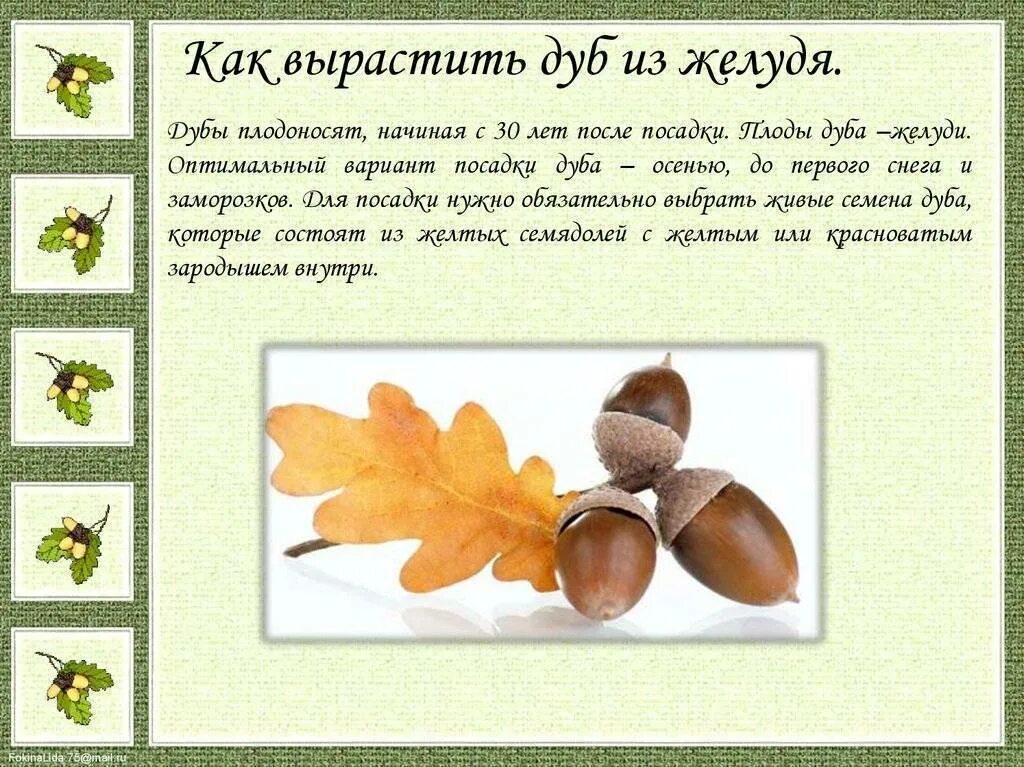 Дуб какая почва. Дуб из желудя. как вырастить дуб из желудя. размножение дуба желудями. дуб растет из желудя.