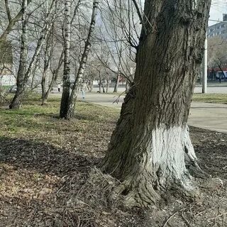 Дерево в пензе