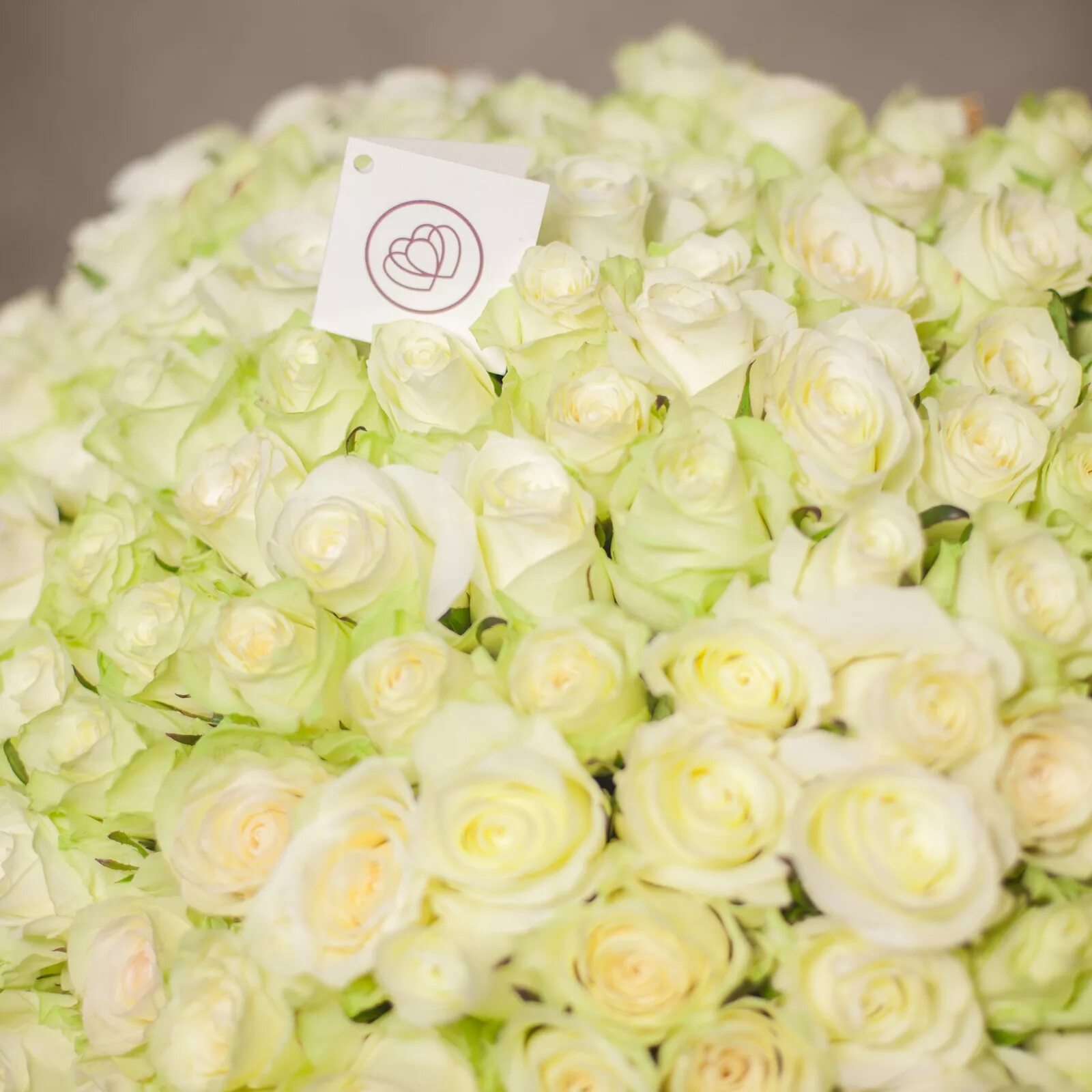 Белые розы смысл. Белые розы. Букет белых роз. Белые розы с зеленым оттенком. Бело розовые розы.