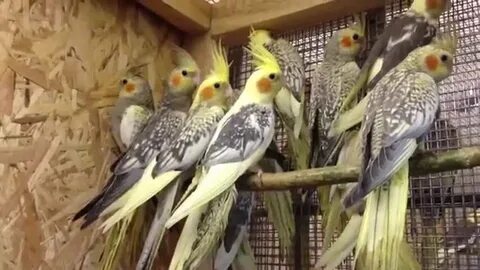 Пестрый кореллы