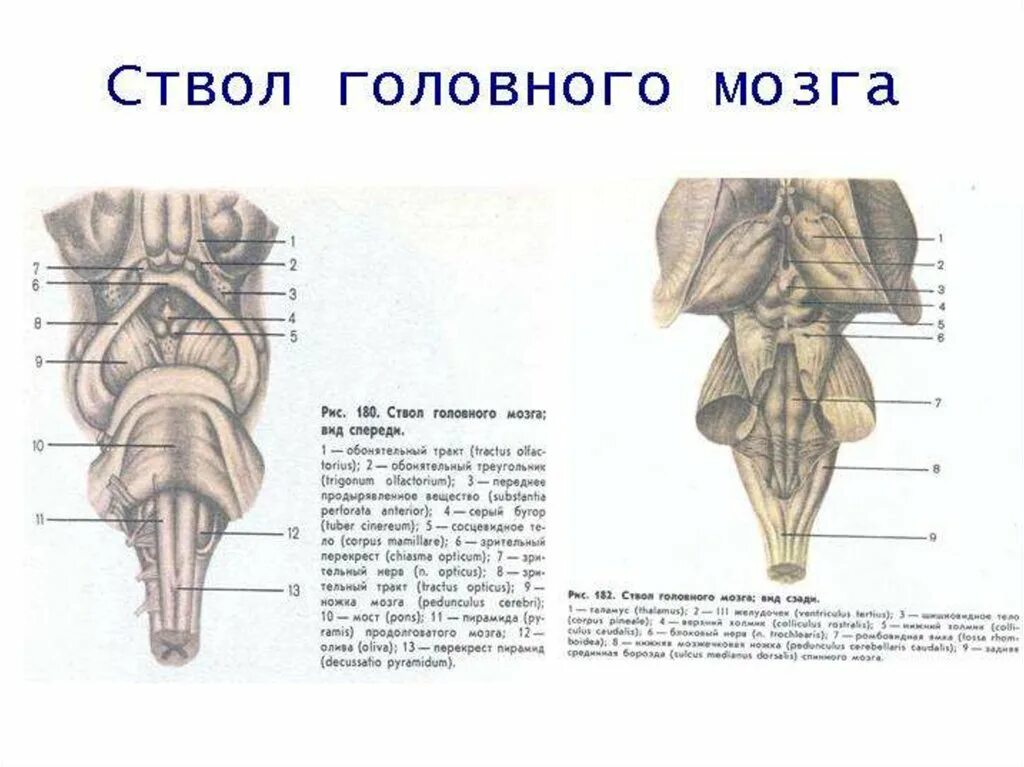 Ствол мозга строение вид спереди. Структуры ствола мозга анатомия. Ствол головного мозга продолговатый мозг. Ствол латынь