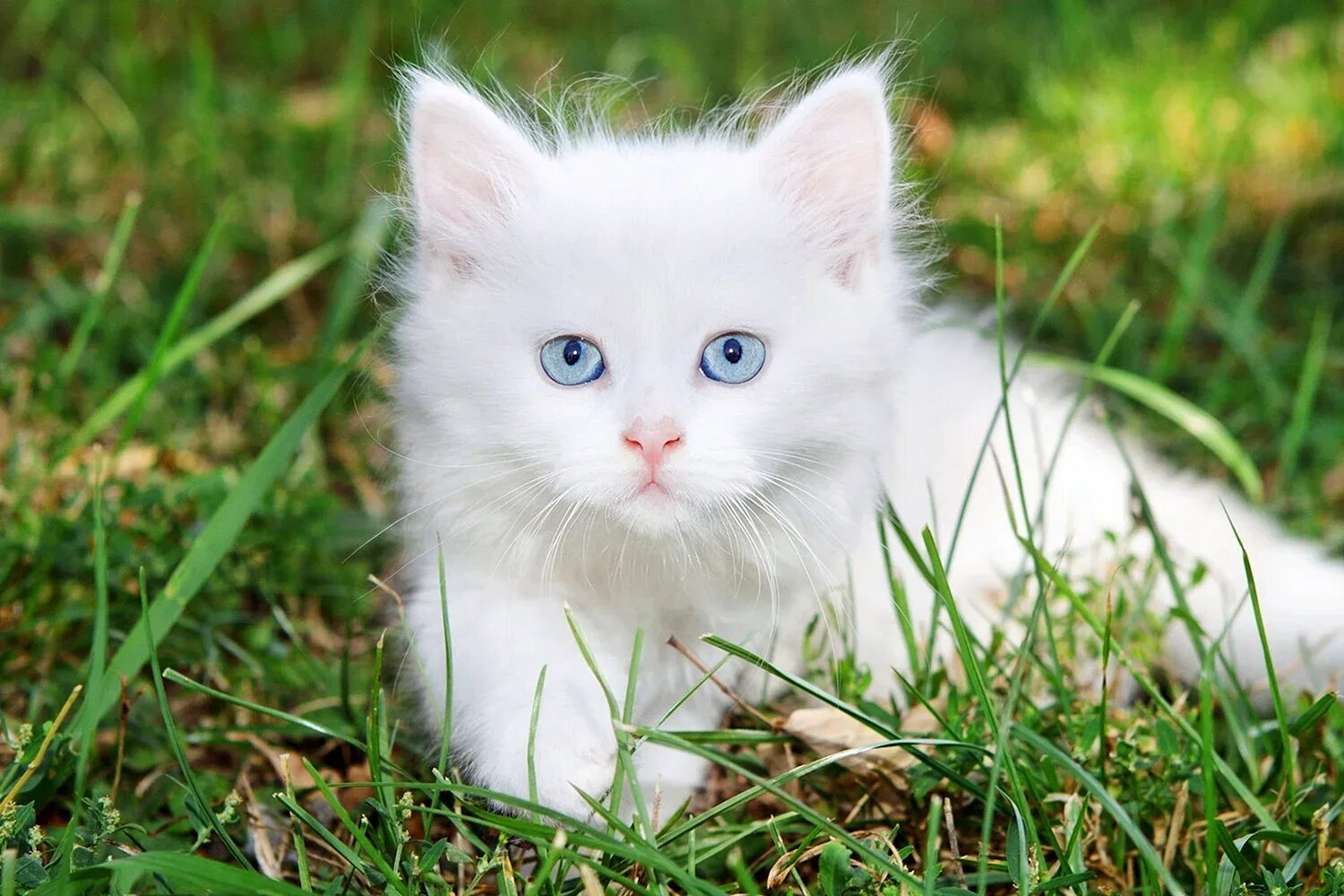 Белые кошечки картинки. Белый котенок. Белый пушистый котенок. Кошка белая. Белый котёнок с голубыми глазами.