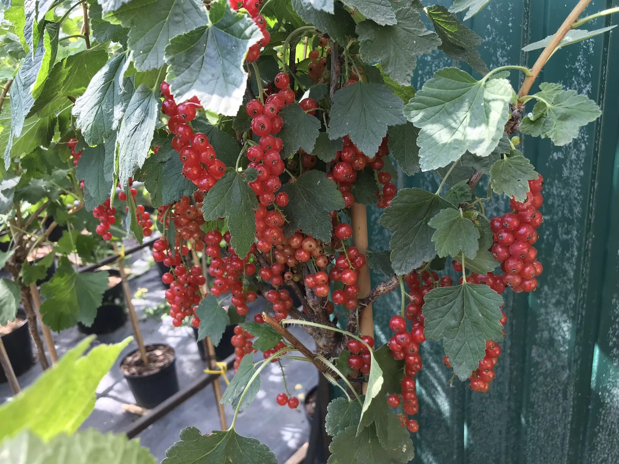 Смородина бен алдер. Штамбовая красная смородина. Смородина титания (штамбовая). Смородина чёрная сорт ben alder. Штамбовая смородина.
