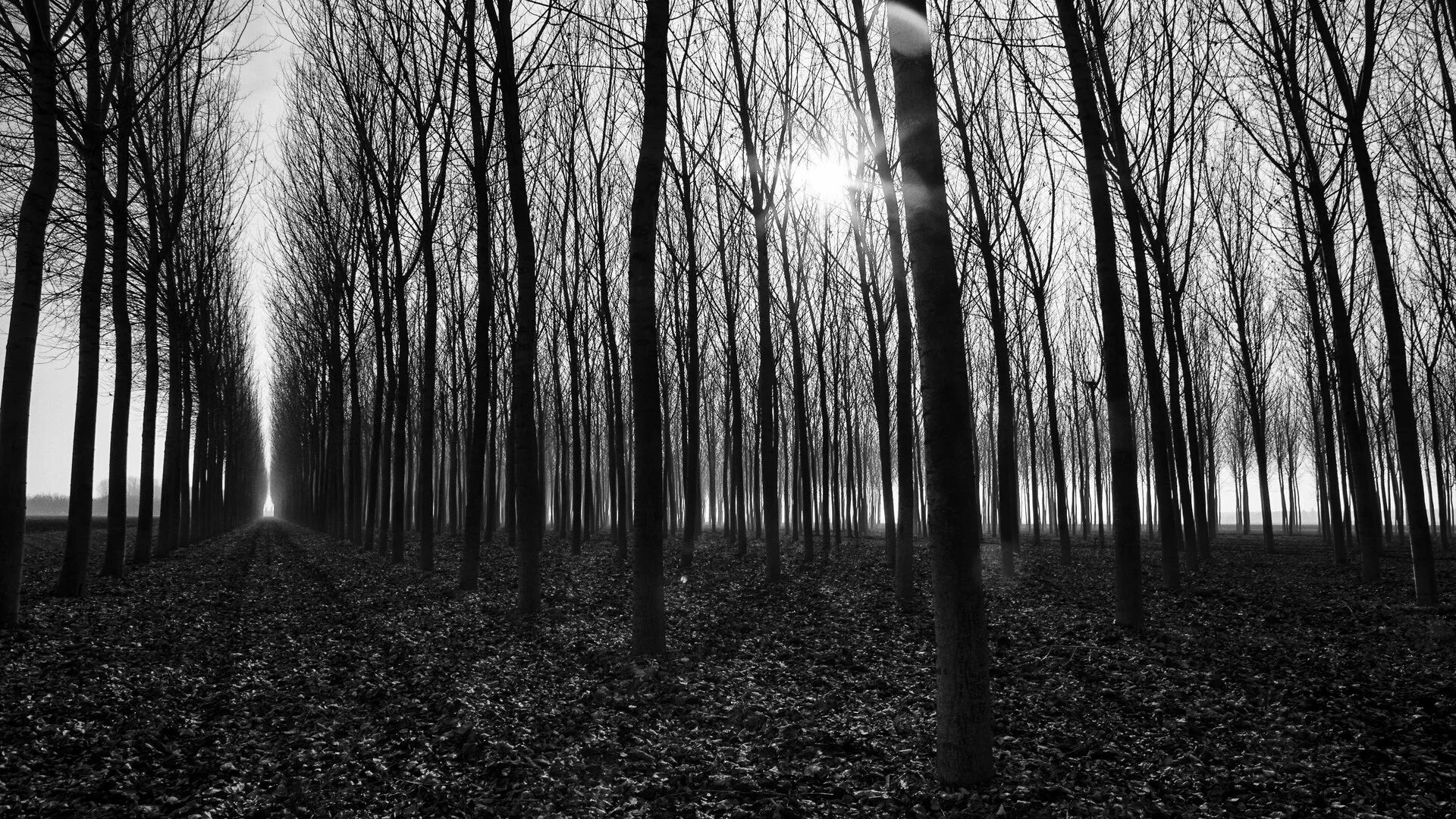 Самый черный лес. Темный лес. Дерево в темном лесу. Мрачный лес. Мрачный фон.