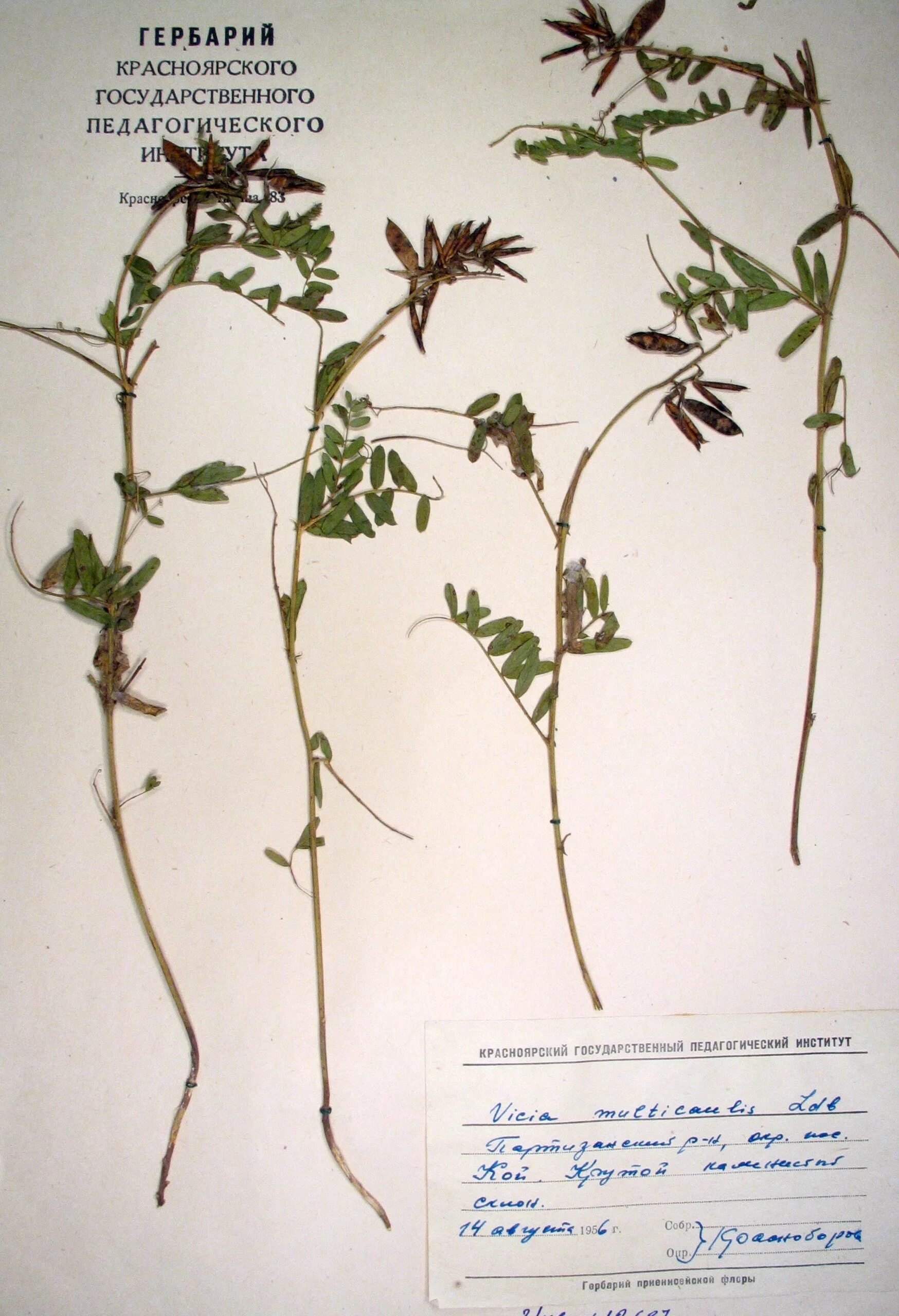 название гербарного экземпляра