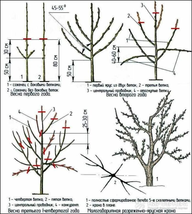 Схема обрезки яблони весной. Схема обрезки саженцев яблони. Подрезка яблонь весной схема. Обрезка яблонь осенью схема. Как ухаживать за грушей