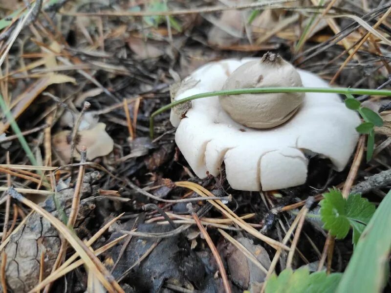 Выползок змеи. Земляной белый. Белый груздь. Земляной белый. Выползок червь обыкновенный.