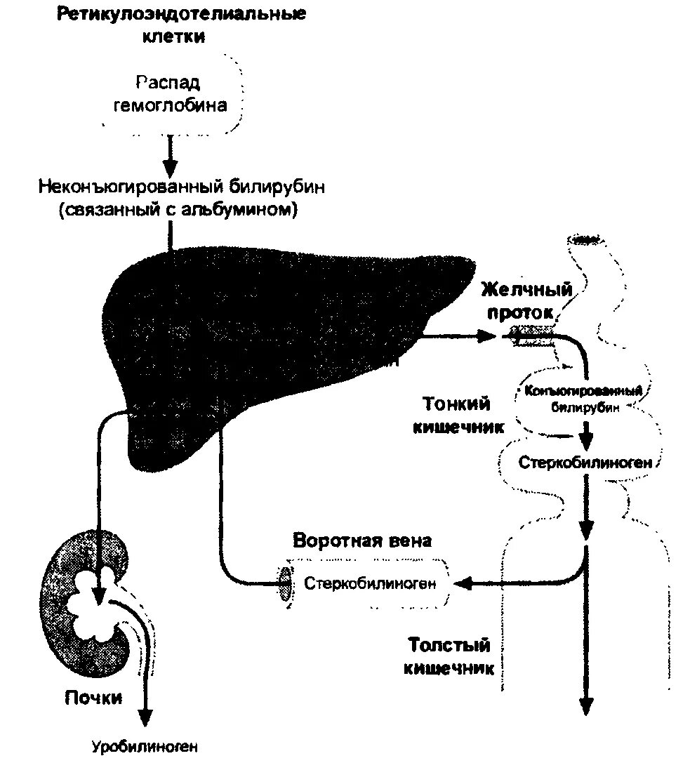 Распад органов. Метаболизм билирубина схема. Синтез билирубина биохимия. Распад билирубина схема. Схема этапов метаболизма билирубина.
