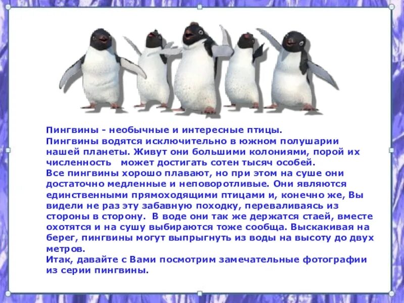 Даже у птиц забавные встречаются имена текст. Описание пингвина кратко. Пингвин для детей. Сведения о пингвинах. Рассказ о пингвине.