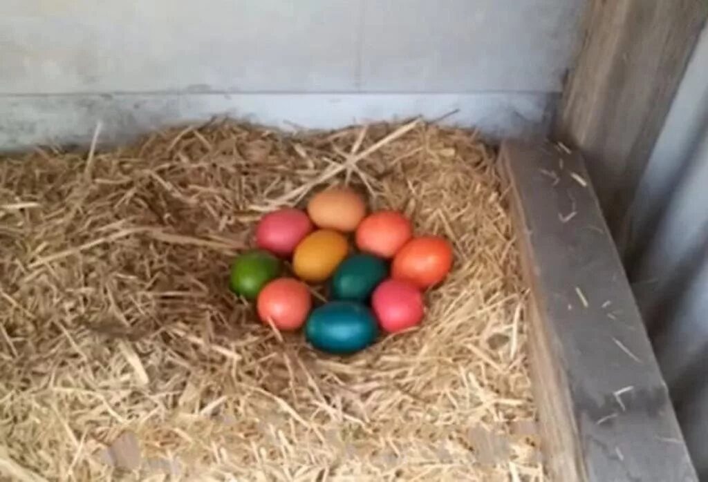 Сколько яиц можно под курицу