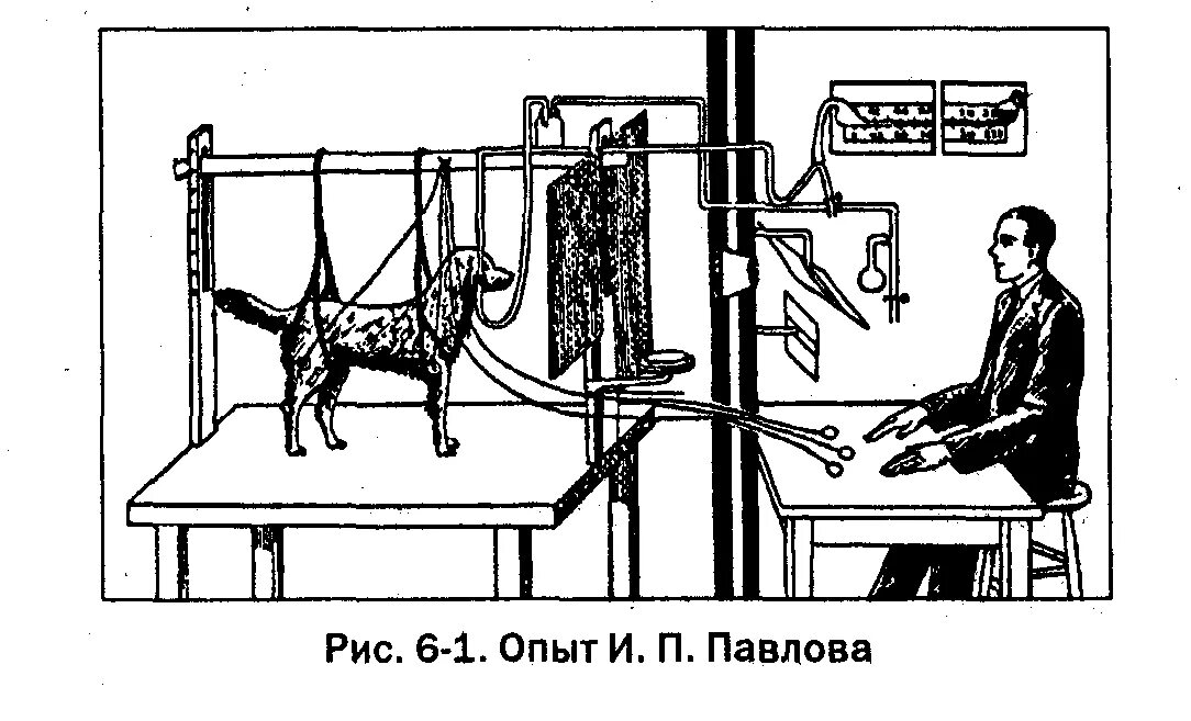 Опыт и научение. Собака Павлова условный рефлекс. Павлов опыты с собаками условный рефлекс. Опыты Павлова научение. Эксперимент Павлова условный рефлекс.