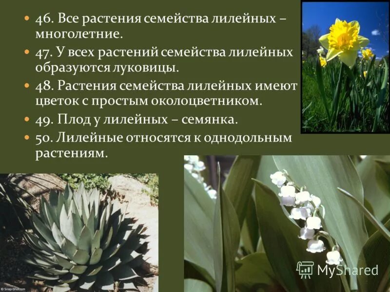 какие растения относятся к лилейным.