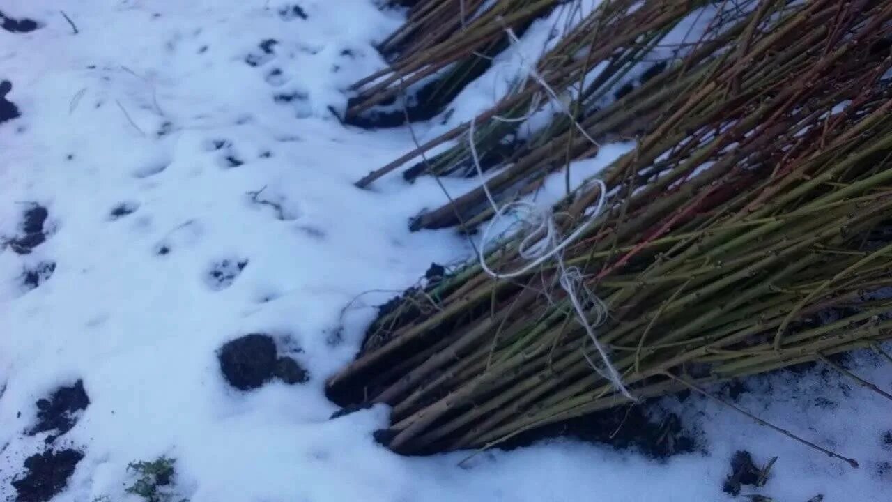 Как сохранить до весны