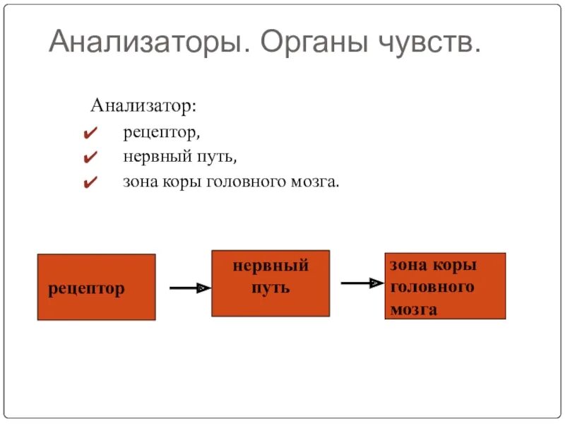 Анализаторы человека 8 класс. Анализаторы биология 8 класс. Строение анализатора биология. Биология схемы анализаторов.