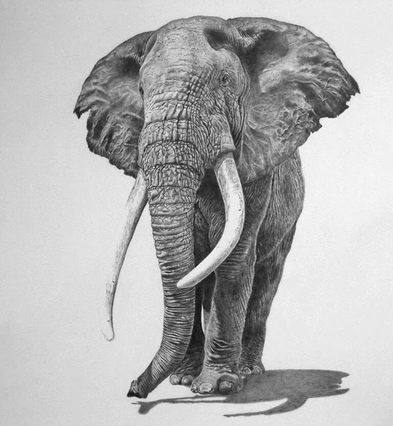 Слон нарисовать. Слон карандашом. Слон набросок. Слон рисунок. Портрет слона.