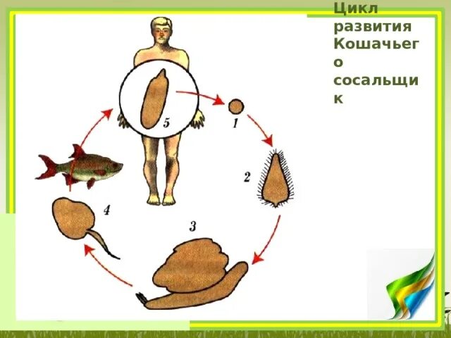 Цикл развития кошачьего сосальщика схема. Жизненный цикл кошачьего сосальщика схема. Жизненный цикл кошачьего сосальщика. Кошачий сосальщик жизненный цикл рисунок.