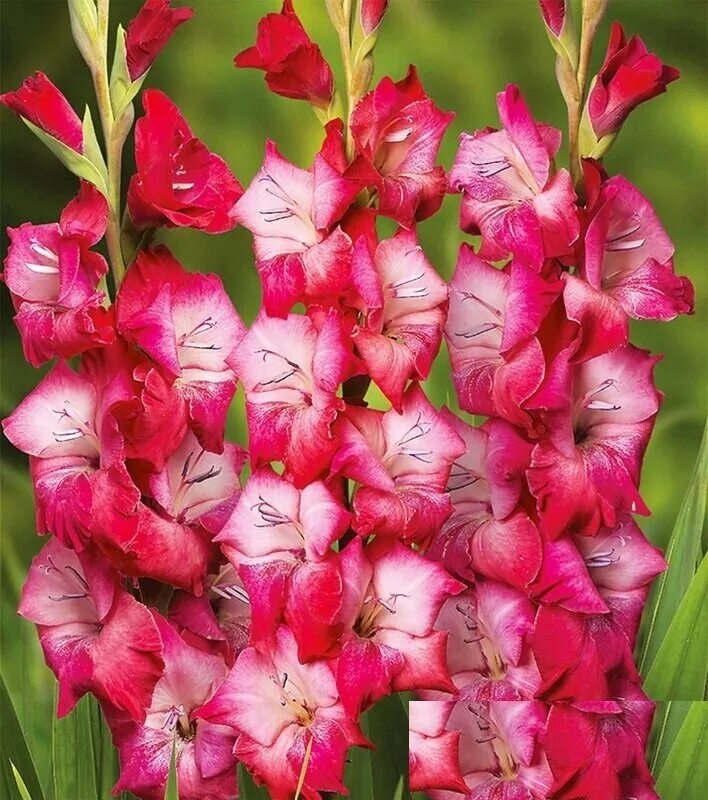 брайт джем гладиолусы. гладиолус брюнетте. гладиолус магма. пионовидные гладиолусы. гладиолусы смесь гофрированная.