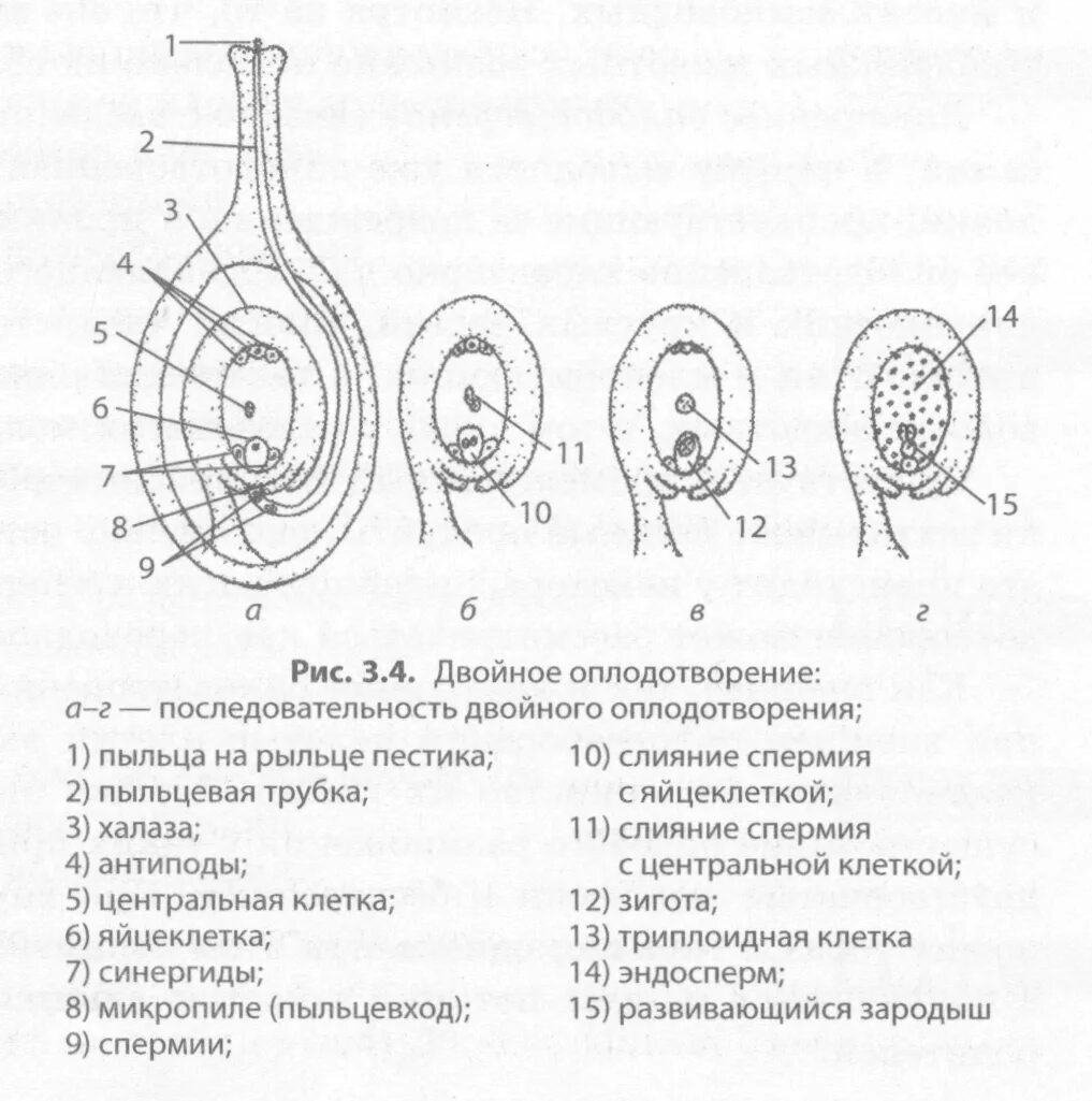 Какие половые клетки образуются в пестике. Схема процесса двойного оплодотворения цветковых растений. Процесс оплодотворения у цветковых растений схема. Процесс оплодотворения у цветковых растений рисунок. Этапы процесса двойного оплодотворения у цветковых растений.