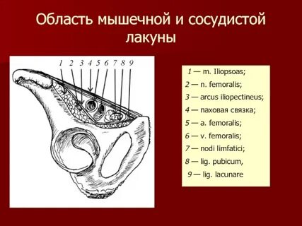 Лакуны кровеносной системы