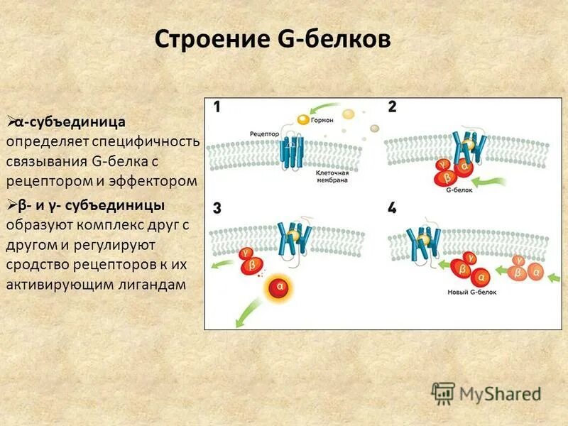 Рибосома состоит из двух субъединиц. Рибосомы особенности строения. G белки строение. Четвертичная структура биохимия. Протеасомы биохимия.