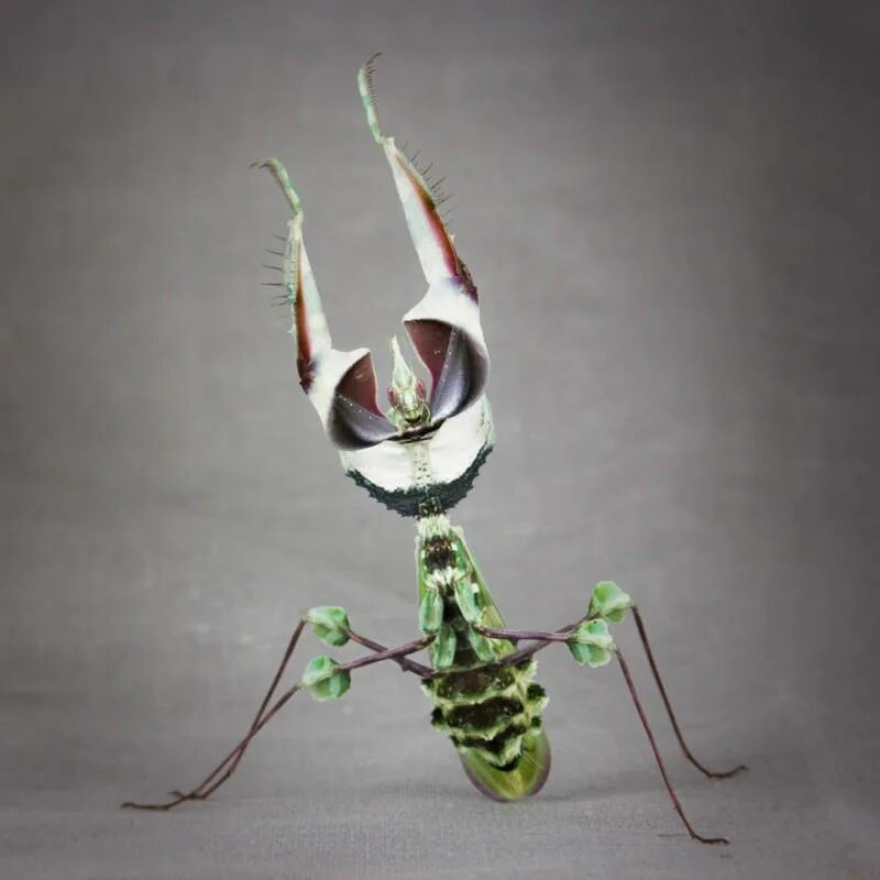 Starfield богомол. Богомол Idolomantis diabolica. Devils Mantis. Богомол Dragon Mantis. Чёрный Мантис богомол.