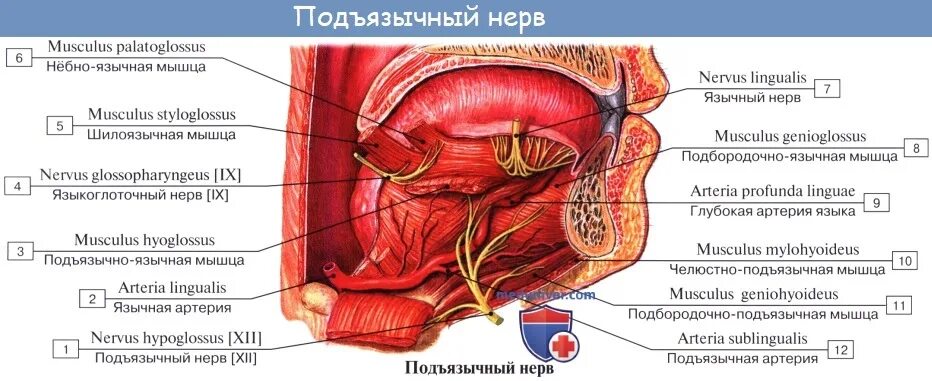 XII пара. Подъязычный нерв (n. hypoglossus). XII пара - подъязычный нерв. Подъязычный черепных нервов анатомия. 12 Пара подъязычный нерв иннервирует. Поражение подъязычного нерва