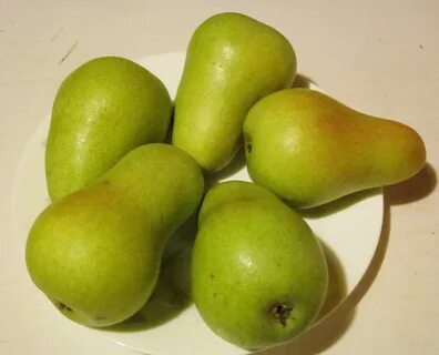 Чижевская груша чижовская