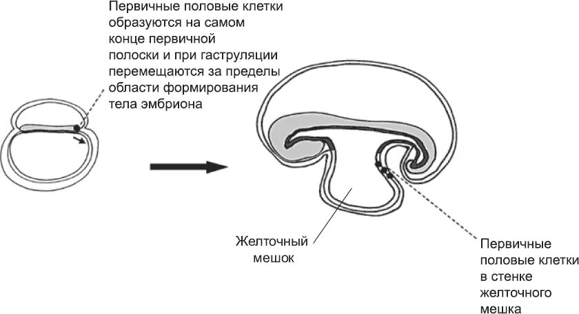 Первичные мужские половые клетки. Первичные половые клетки. Первичные половые клетки образуются. Первичные половые клетки откуда образуются. Миграция первичных половых клеток.