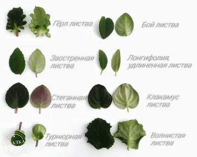 Форма листа сенполии