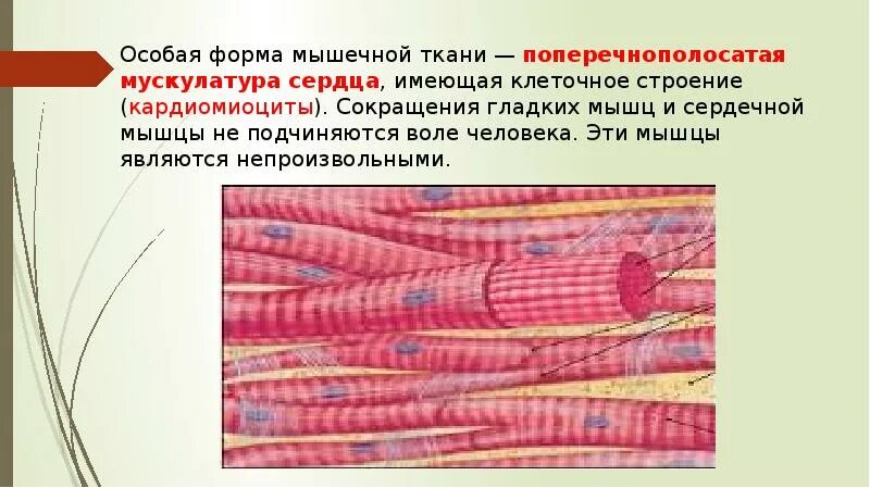 Сердечно полосатая мышца. Поперечнополосатая мышечная ткань строение. поперечно-полосатая сердечная мышечная ткань гистология. исчерченная мышечная ткань гистология. строение поперечнополосатой сердечной мышечной ткани.