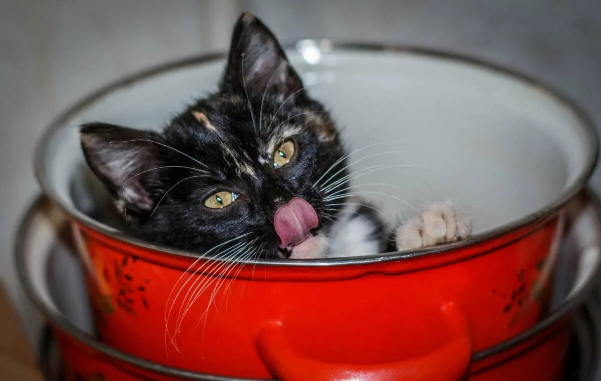 Кошка в кастрюле. Суп с котом. Суп с кортом. Кот в кастрюльке. Варят кошек