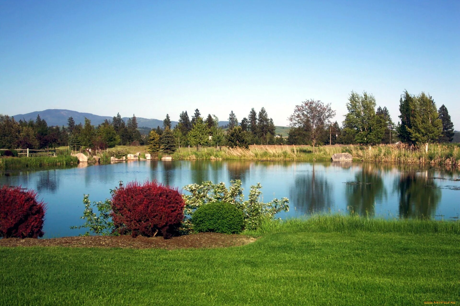 Березка у пруда. Река лутосня. Небо над озером. Природа пруд озеро. Озеро куст.