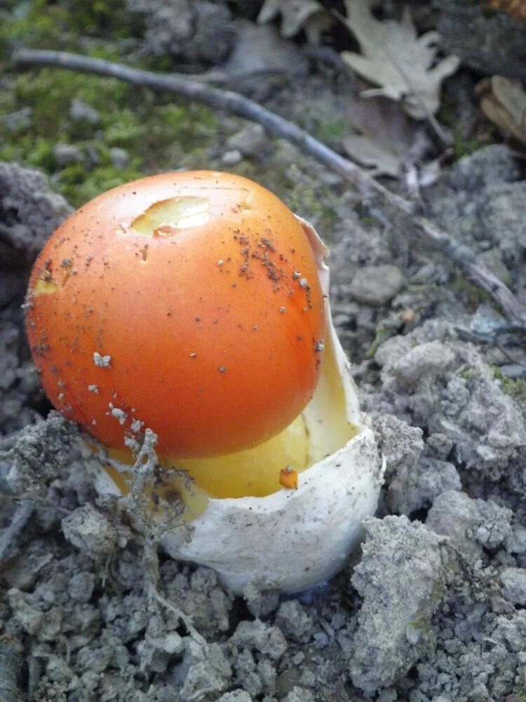 Грузинский гриб