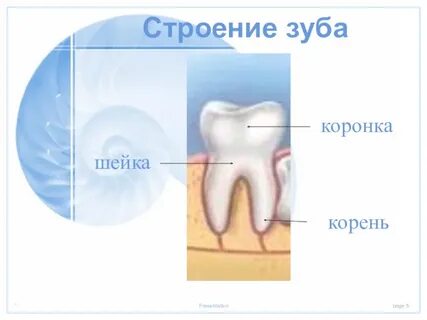 Зуб коронка шейка