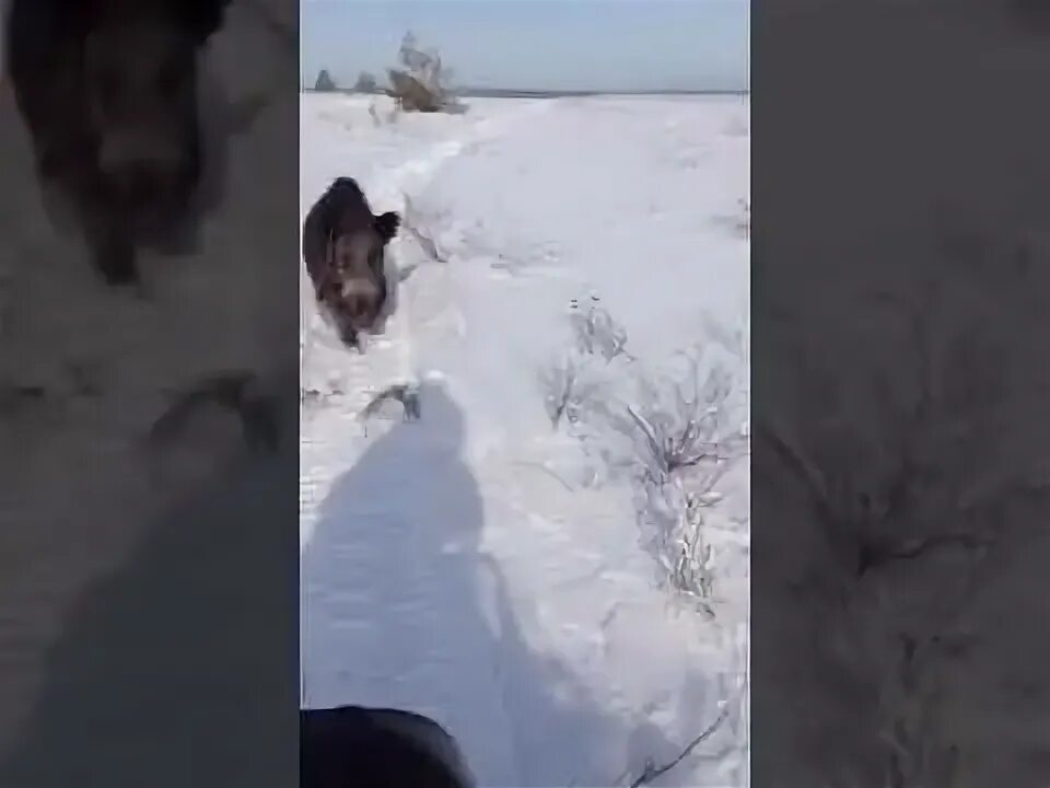 Кабан пробежал так неожиданно что пока я. Кабан пробежал так неожиданно что пока я
