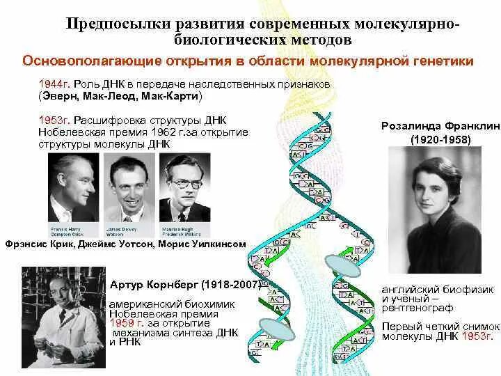 Структура ДНК 1953. Методы изучения структуры ДНК. Открытие строения ДНК. Открытие структуры молекулы ДНК.